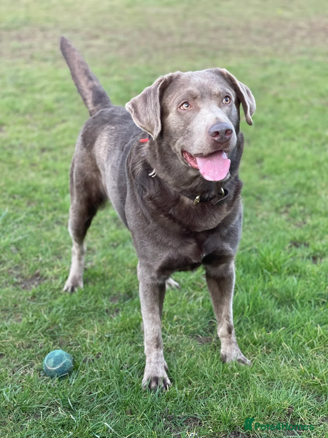 Labrador Retriever dogs for sale: Stunning pure pedigree silver labrador puppies - Advert 4