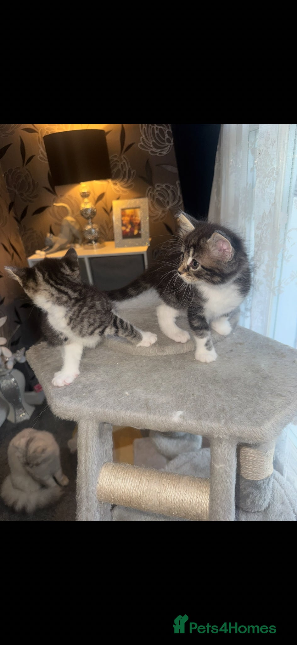 Mixed Breed cats for sale: 6 beautiful chunky kittens  - Advert 18