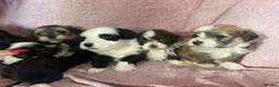 Havanese dogs for sale: Gorgeous litter of Havanese puppies. - Advert 10