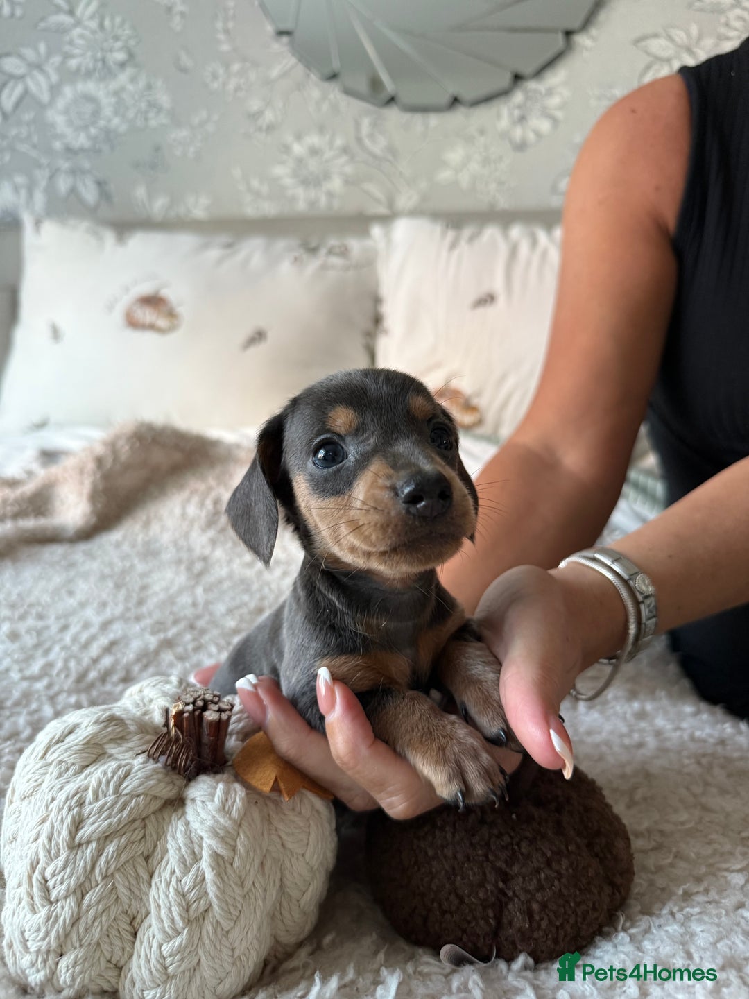Dachshund dogs for sale: Beautiful litter of Dachshund puppies  - Image 9