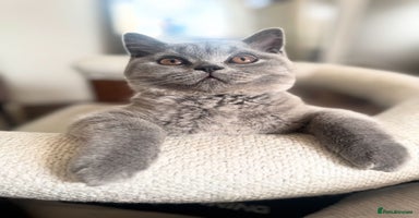 British Shorthair cats in Blackburn - Advert 1