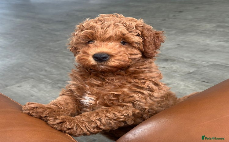 Cockapoo dogs - Advert 13