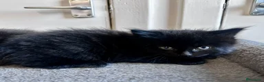 Mixed Breed Kitten 2