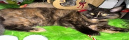 Maine Coon cats for sale: Xl mainecoon kittens dad is Xl very big boy  - Advert 6