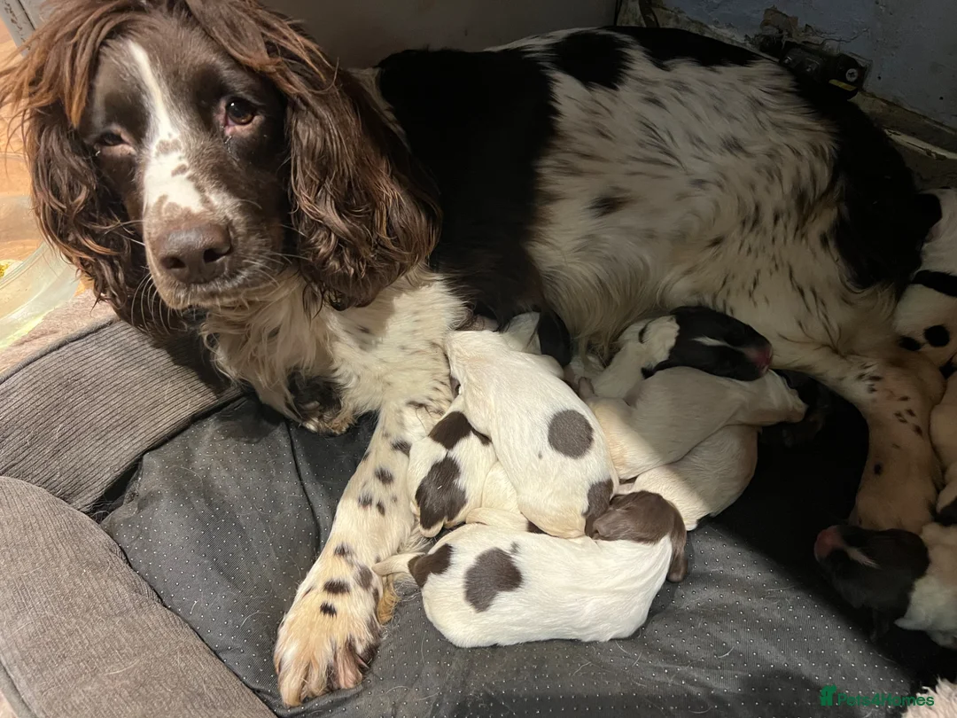 English Springer Spaniel dogs for sale: Traditional English Springer Spaniels  - Advert 23