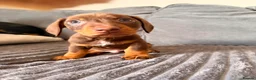 Dachshund dogs for sale: Sausage puppies  - Advert 3