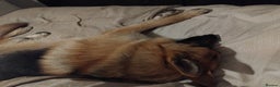 German Shepherd dogs for stud: Ragnar the German Shepherd stud - Advert 5