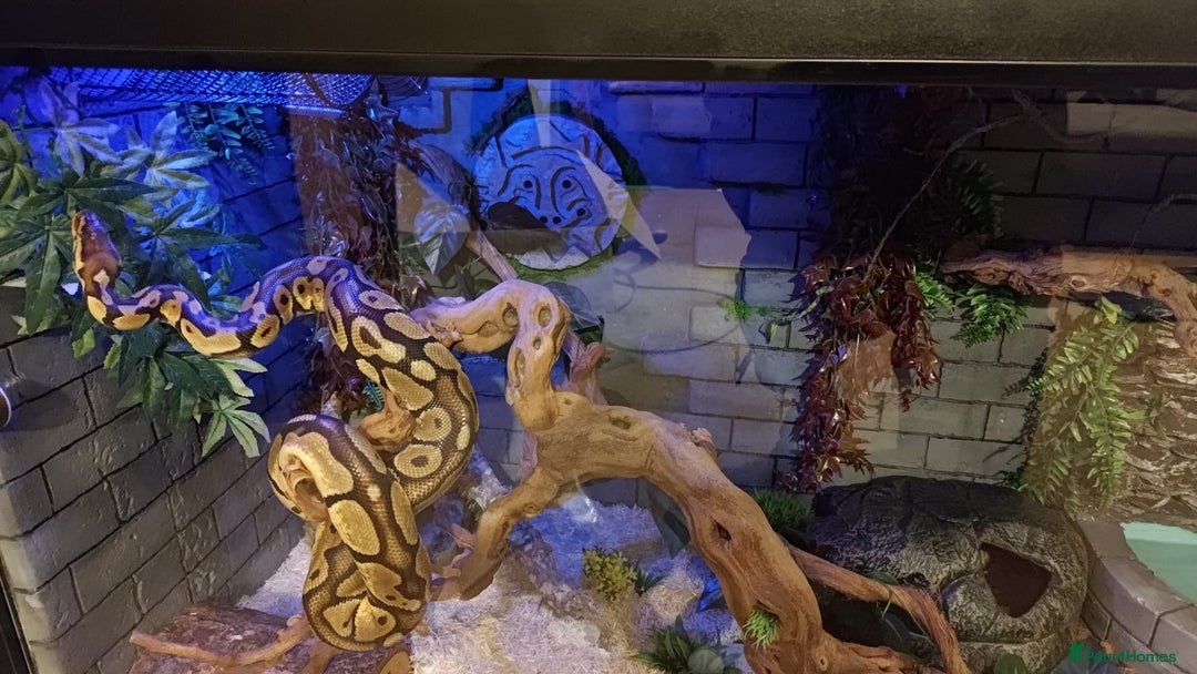 Python Snake reptiles for sale: 2 beautiful royal pythons  - Image 5
