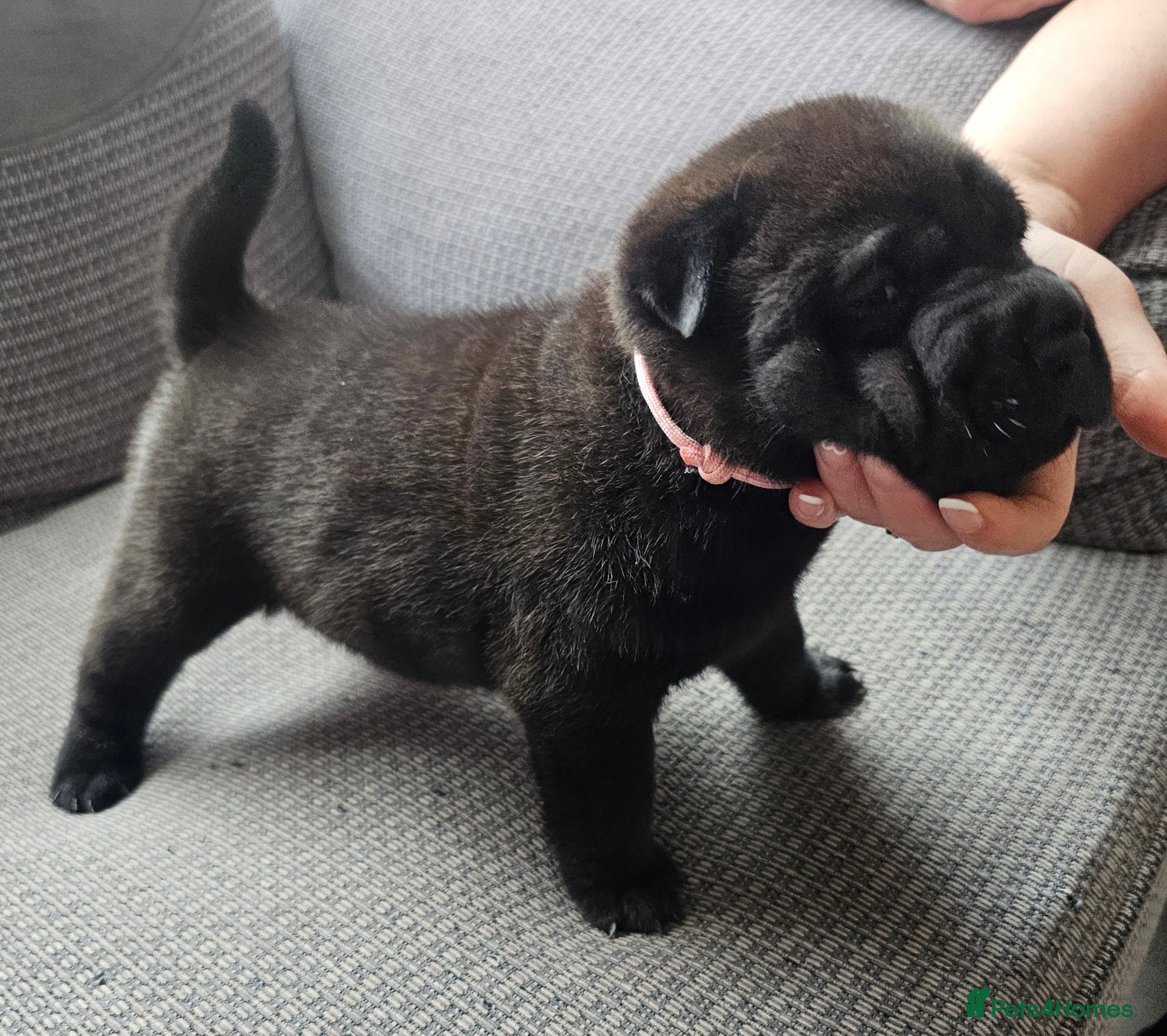 Mixed Breed dogs Chow Pei For Sale - Advert 2