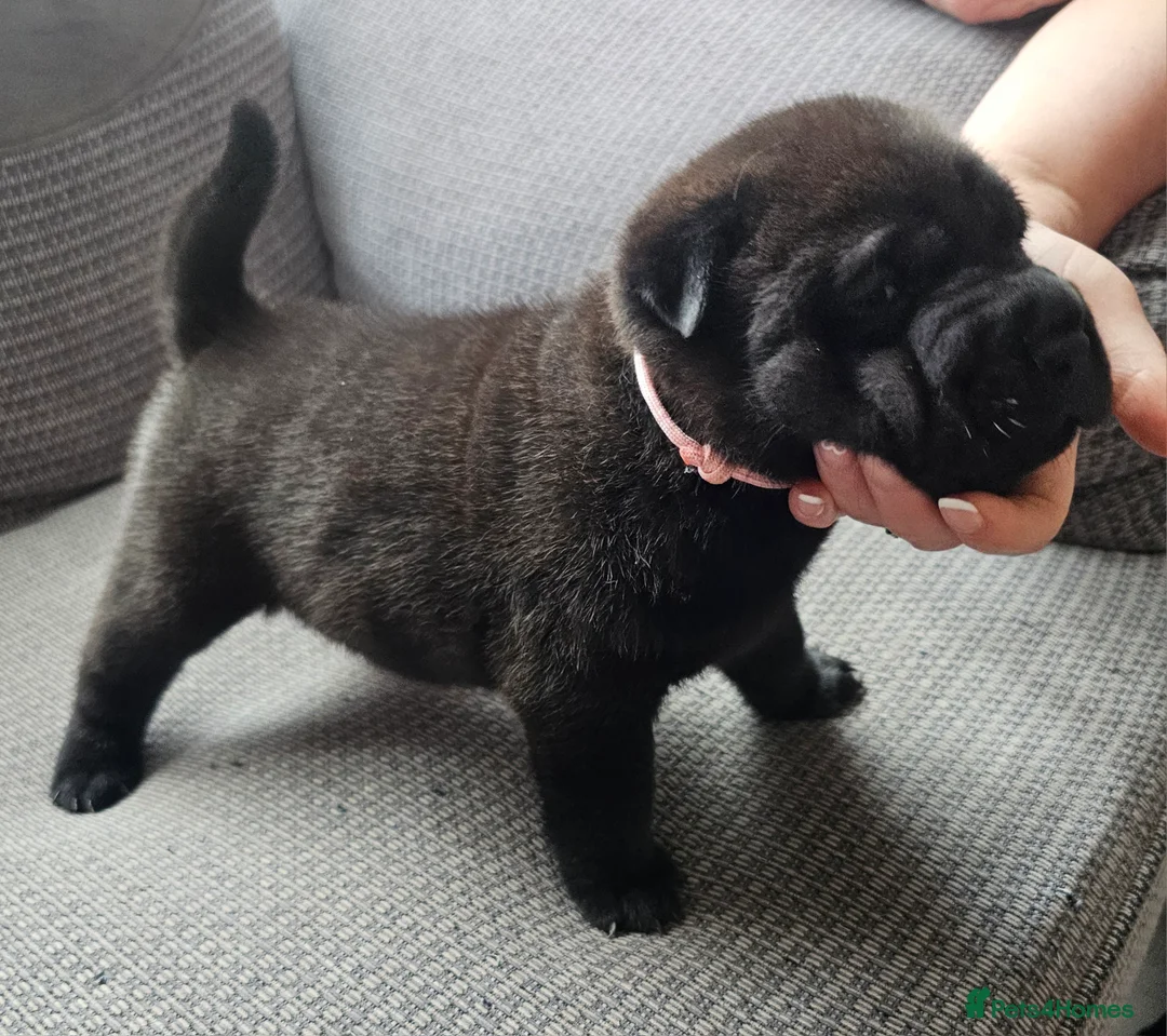 Mixed Breed dogs for sale: Chow Pei For Sale - Advert 2