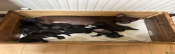 Patterdale Terrier dogs for sale: Patterdale Puppies - 5 Beautiful Bitches - Advert 32