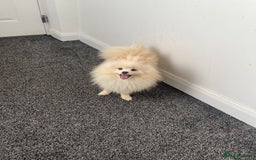 Pomeranian dogs for sale: Pomeranian puppy Male white - Advert 8