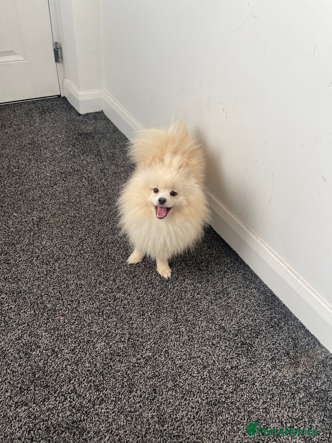 Pomeranian dogs for sale: Pomeranian puppy Male white - Advert 8