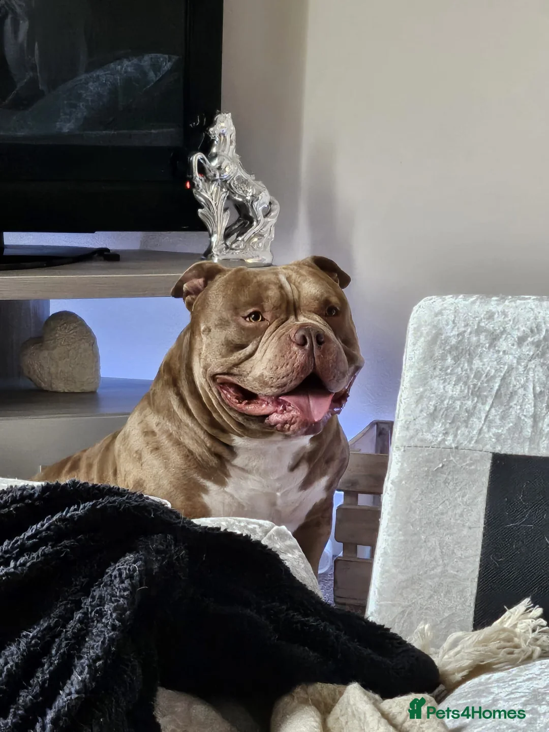 American Bully dogs for sale: BURBERRY💎 - Advert 1