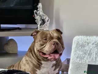 American Bully dogs BURBERRY💎 - Advert 3