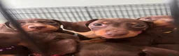 Dachshund dogs for sale: Stunning Chocolate & Tan Dachshund Puppies - Advert 3