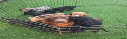 Cocker Spaniel dogs for sale: Working Type Cocker Spaniels - Advert 12