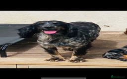 Cocker Spaniel dogs for sale: KC/gamekeeper bred/5 star licensed. - Image 4