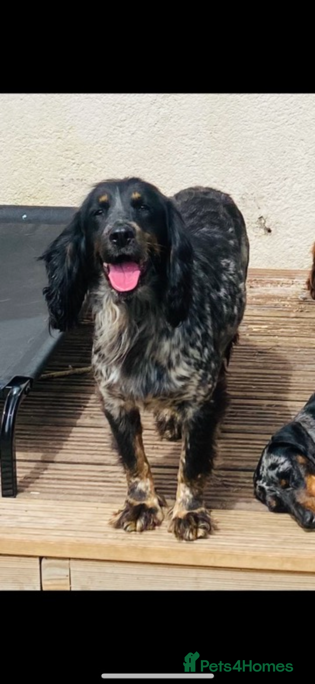 Cocker Spaniel dogs for sale: KC/gamekeeper bred/5 star licensed. - Image 4