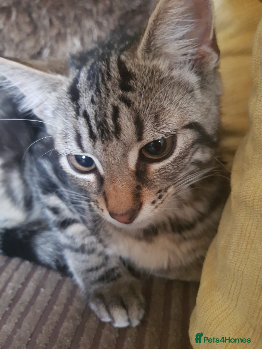 Bengal cats for sale: 12 week old kitten - Image 2