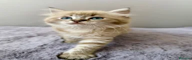 Seal mink tabby girl