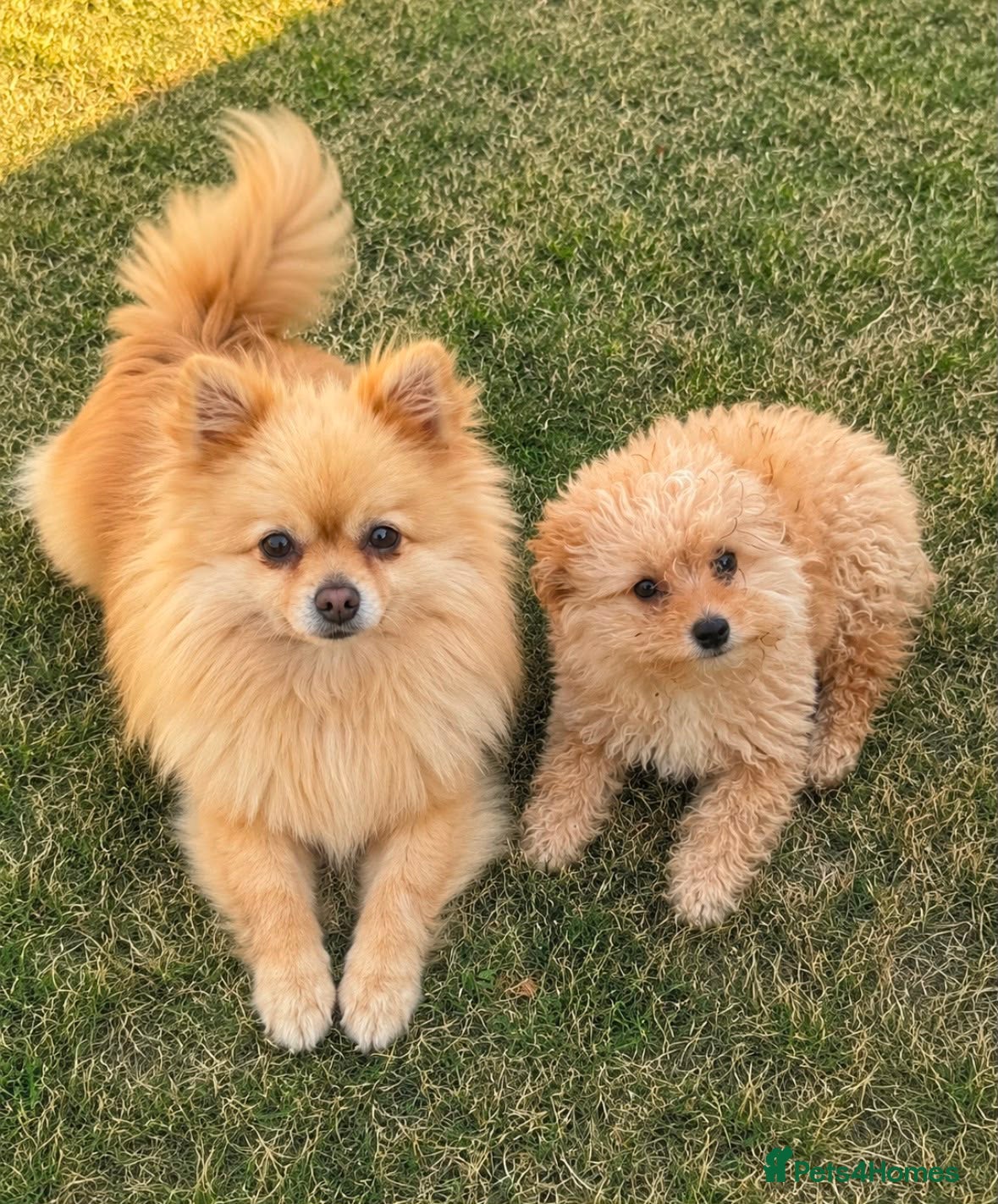 Pomeranian dogs Pomeranian puppy - Advert 4