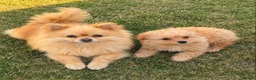 Pomeranian dogs for sale: Pomeranian puppy - Advert 2