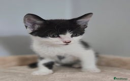 Mixed Breed cats for sale: 5 Kittens LEFT! Friendly and Lovable - Image 8