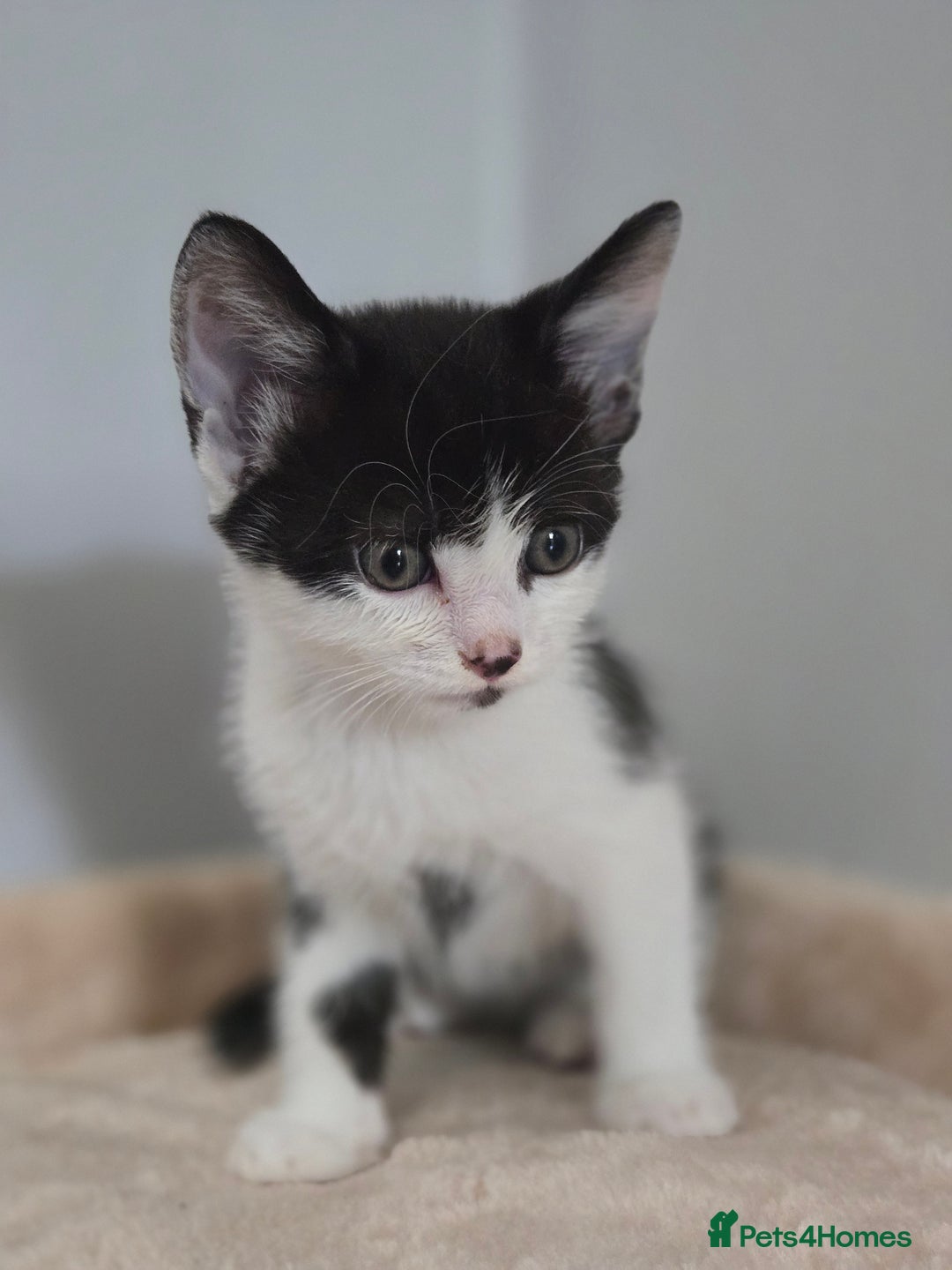 Mixed Breed cats for sale: 5 Kittens LEFT! Friendly and Lovable - Image 8