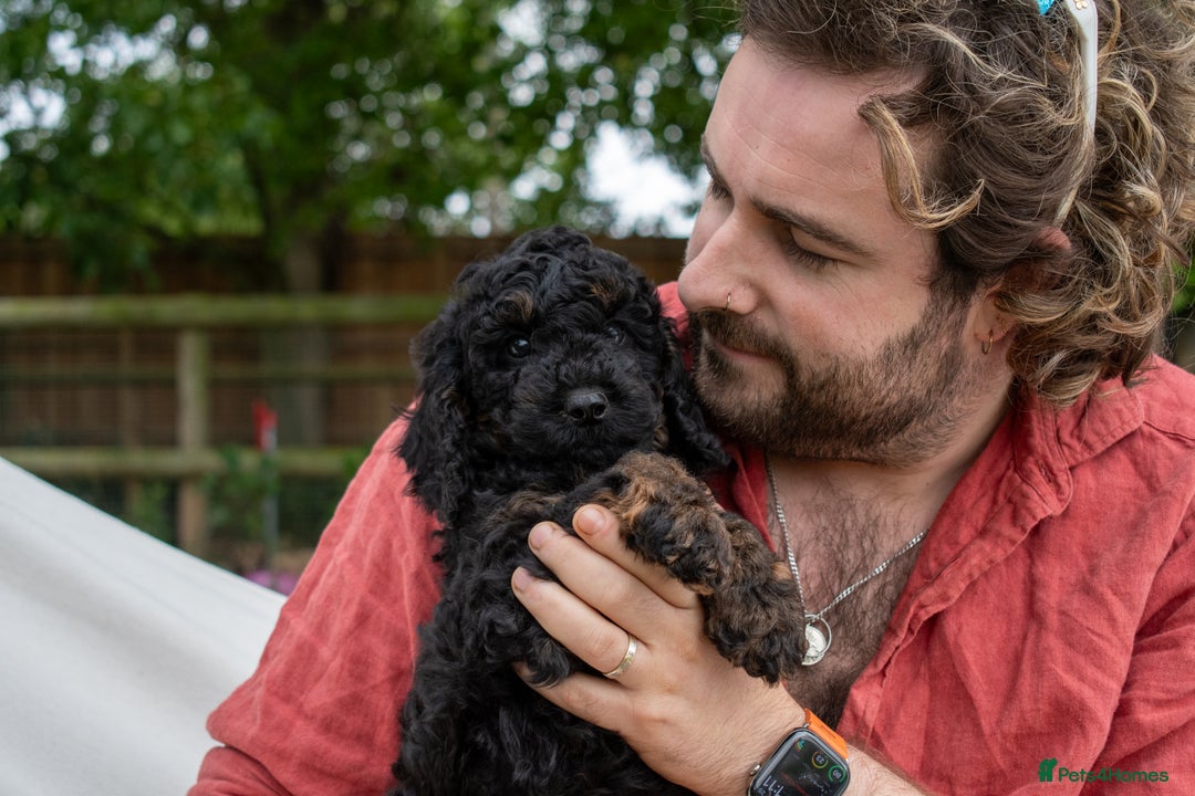 Cavapoo dogs for sale: F1B Cavapoo Boy Ready Now  - Image 9