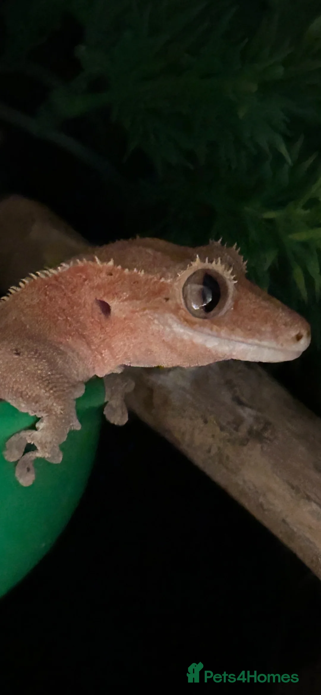 Frog reptiles for sale: Reptiles - Advert 5