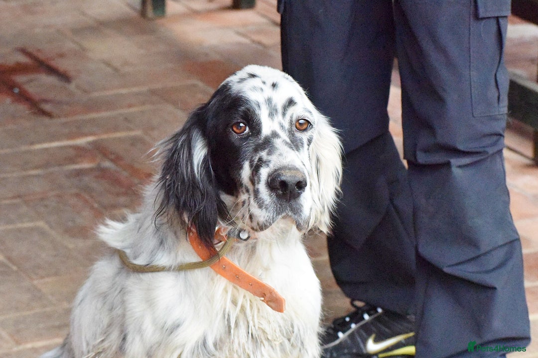 English Setter dogs for adoption: Guay  - Image 9