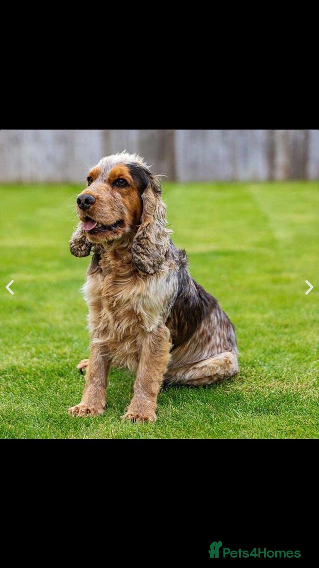 Cocker Spaniel dogs for sale: Outstanding KC registered cocker Spaniel puppies. - Advert 4