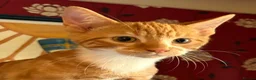 Mixed Breed cats for sale: KITTENS LOOKING FOR HOMES in Malton - Advert 20