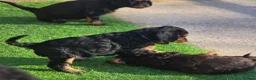 Cavapoo dogs for sale: Health tested Standard (cuddle) Cavapoos - Advert 11