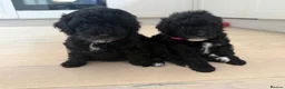 Toy Poodle dogs for sale: Toy poodles puppies. Last girl left - ready to go - Advert 11