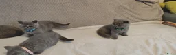 British Shorthair cats for sale: Beautiful British Shorthair Kittens – GCCF Reg in London - Advert 4