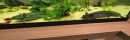Axolotl reptiles for sale: Axolotls - 2 males and full tank set up in Kilmarnock - Advert 2