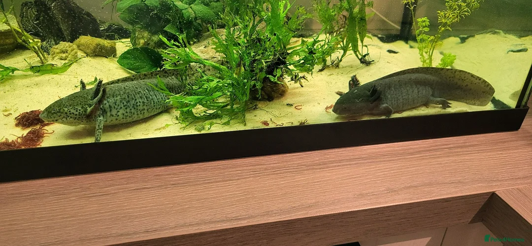 Axolotl reptiles for sale: Axolotls - 2 males and full tank set up in Kilmarnock - Advert 2