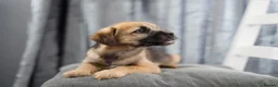 Border Terrier dogs for sale: Border terrier puppies for sale in Ashford - Advert 8