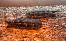 Tortoise reptiles for sale: Greek baby tortoises  in London - Image 2