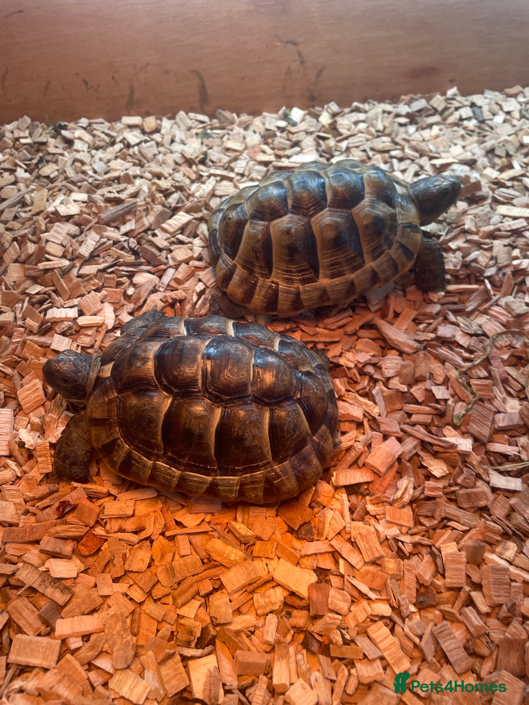 Tortoise reptiles for sale: Greek baby tortoises  in London - Image 2