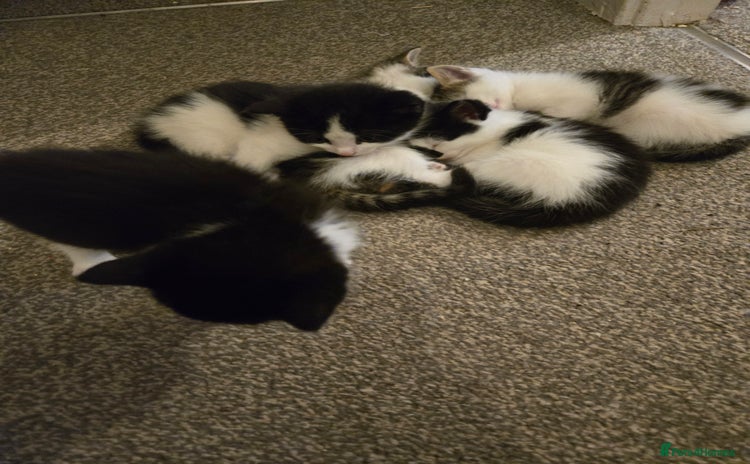 Mixed Breed cats for sale - Advert 1