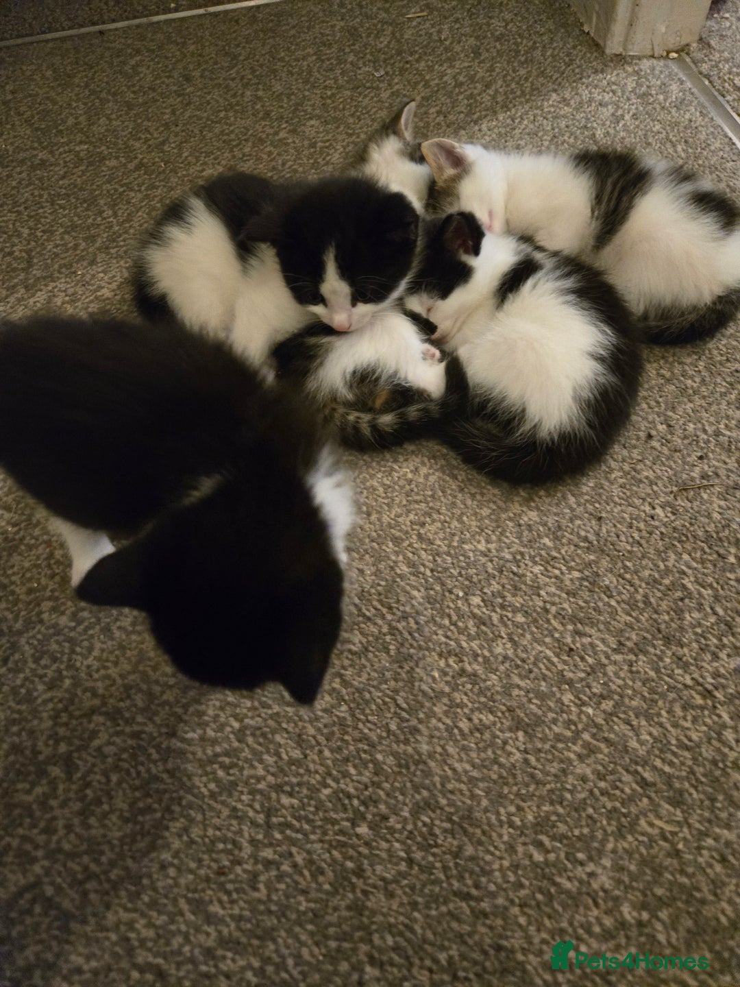 Mixed Breed cats for sale: Sweet kittens  - Image 2