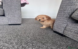 Miniature Poodle dogs for sale: Miniature poodles ready now xx in Hull - Image 21
