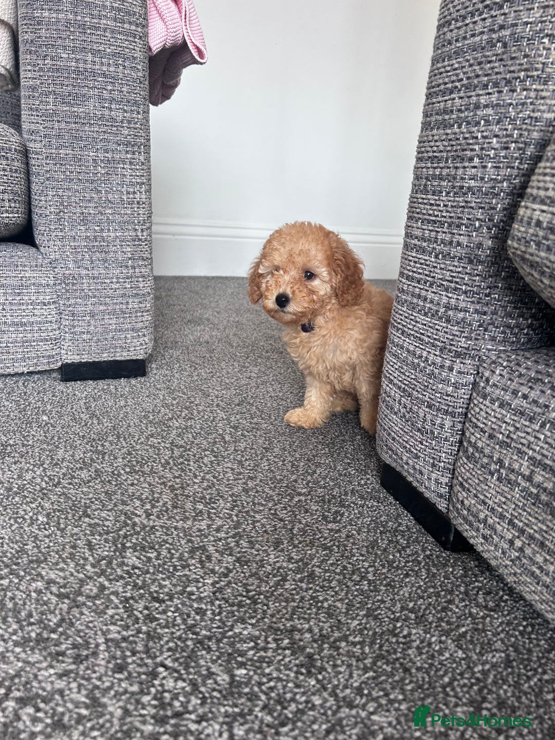 Miniature Poodle dogs for sale: Miniature poodles ready now xx in Hull - Image 21