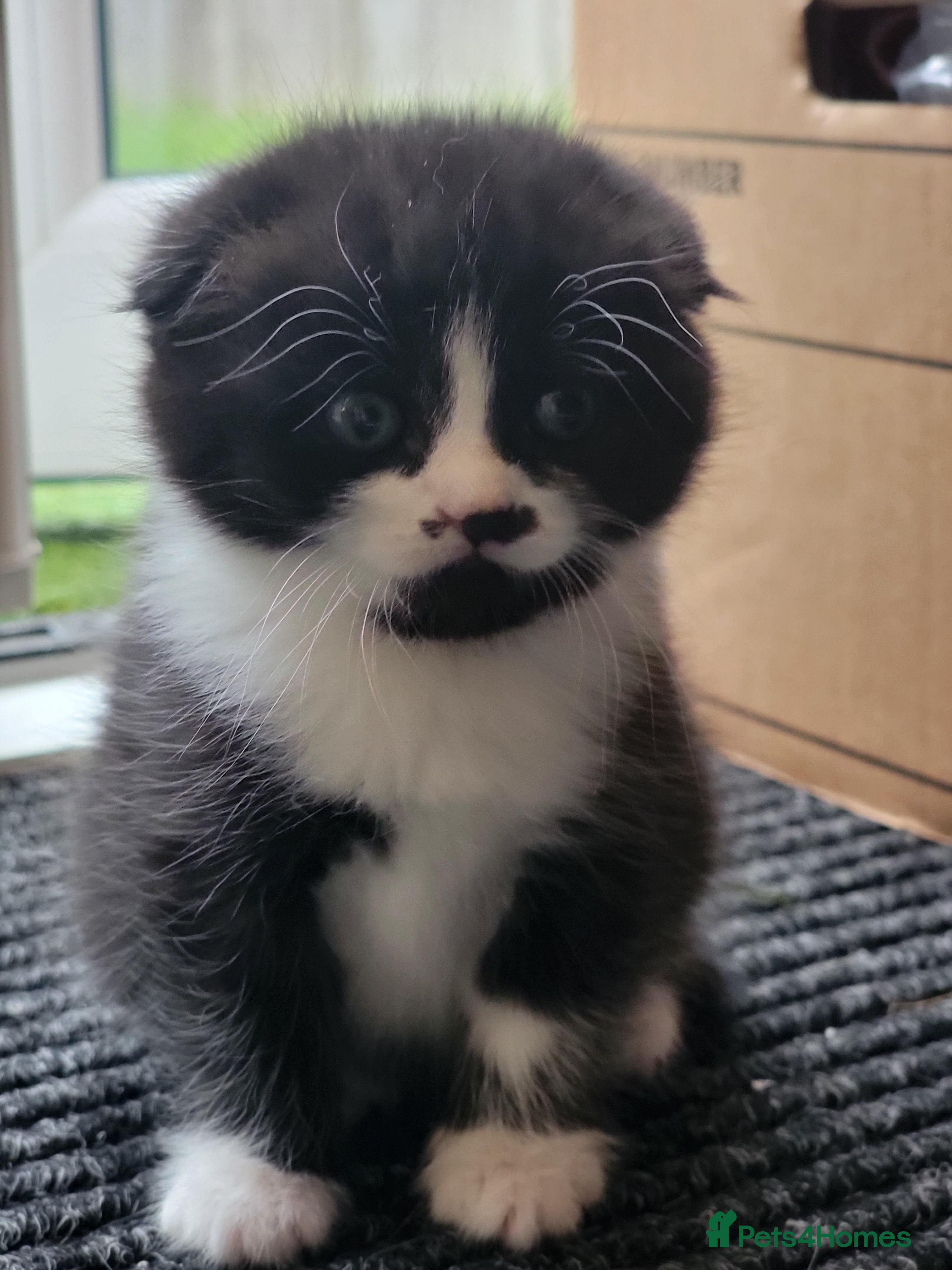 Scottish Fold cats Scottish fold - Advert 9