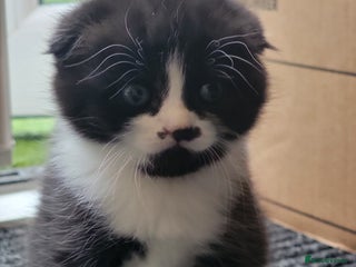 Scottish Fold cats Scottish fold - Advert 5