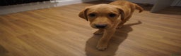 Labrador Retriever dogs for sale: Stunning KC Fox Red & Yellow Labrador Puppies - Advert 16