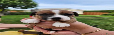 Jack Russell 3
